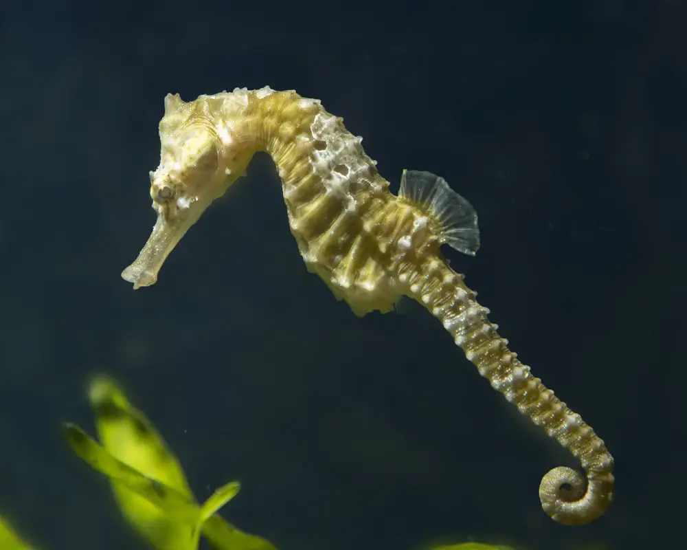 A Young Seahorse