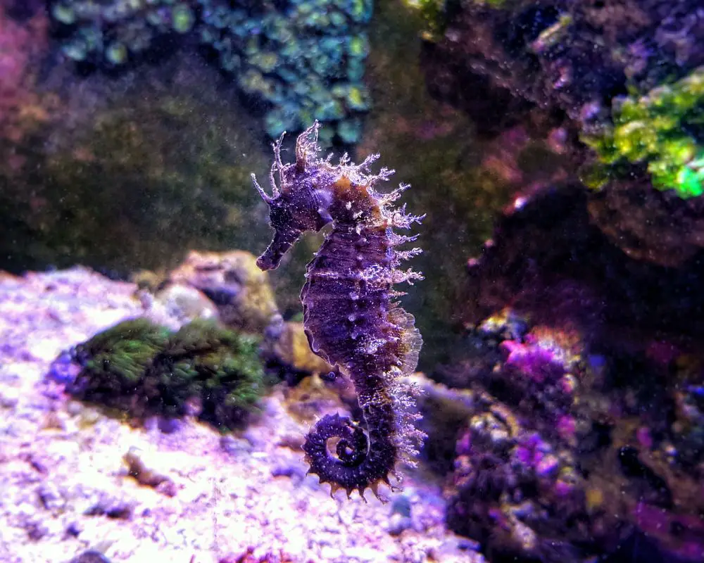 Seahorse With An Amazing Color 