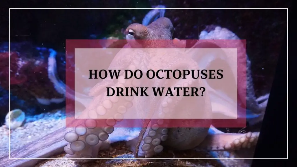 how do octopuses drink water? featured image