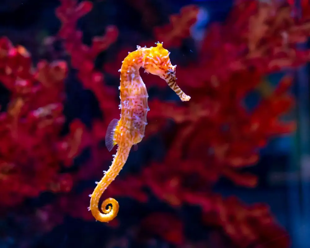 Seahorse Underwater