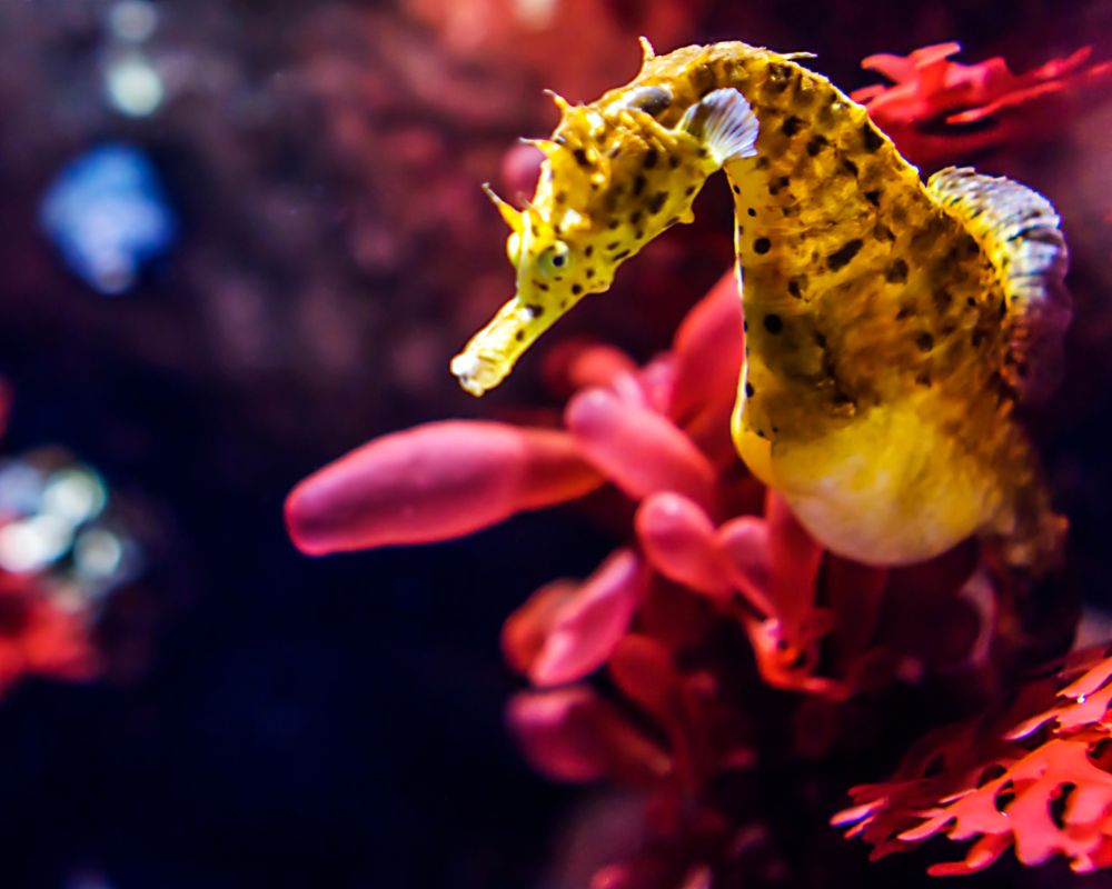 An Amazing Seahorse