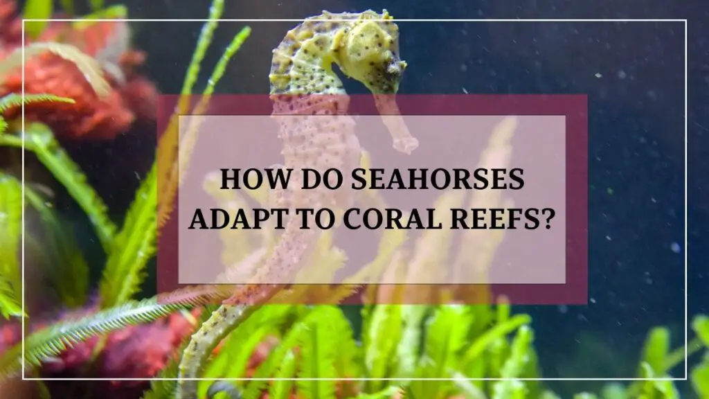 how do seahorses adapt to coral reefs? featured image