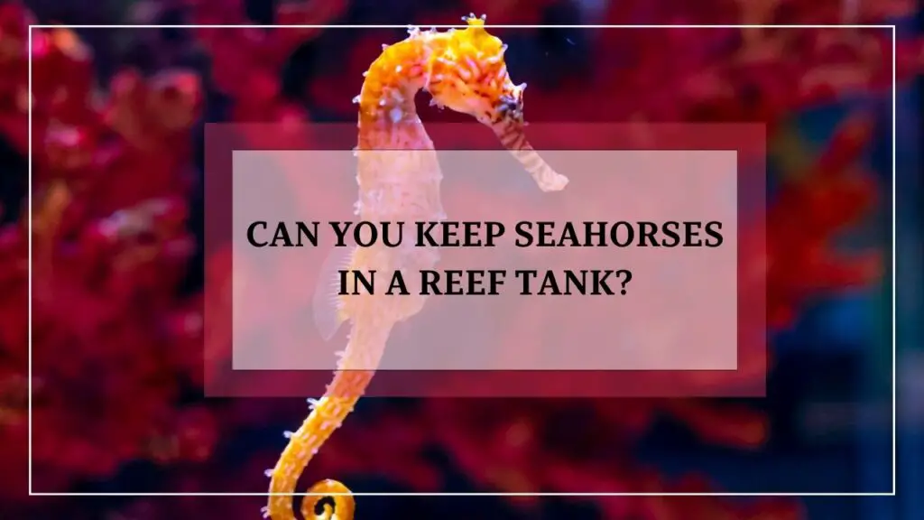 can you keep seahorses in a reef tank? featured image