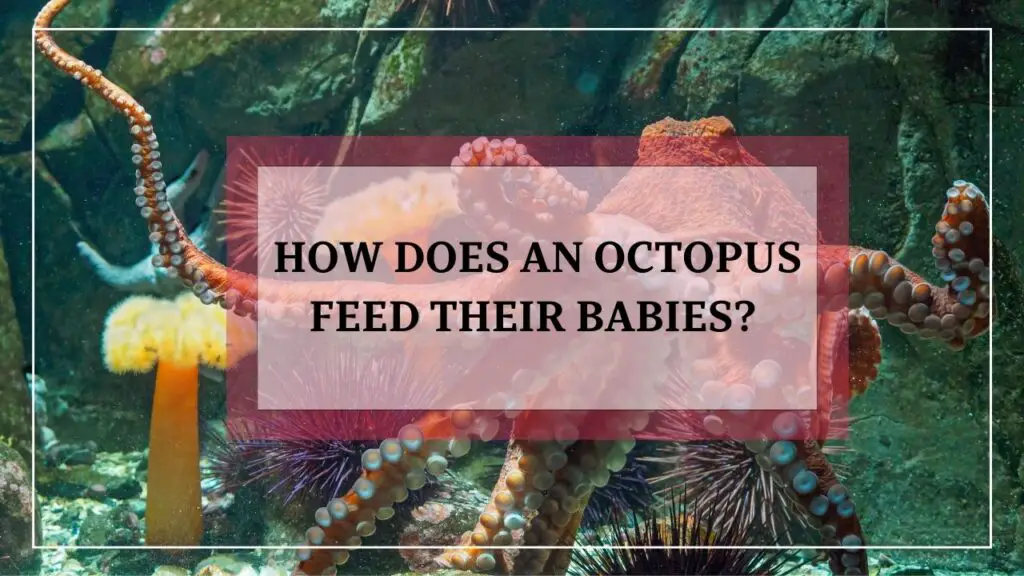 How Does An Octopus Feed Their Babies? featured image