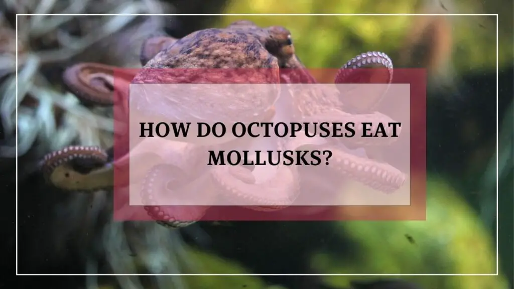 how do octopuses eat mollusks? featured image