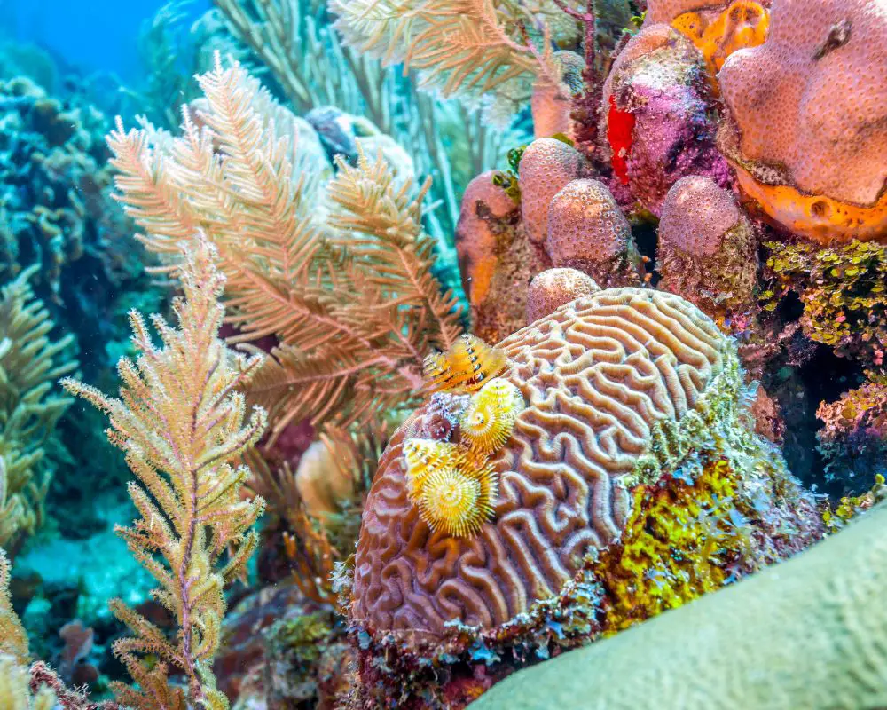 Amazing color of coral reefs