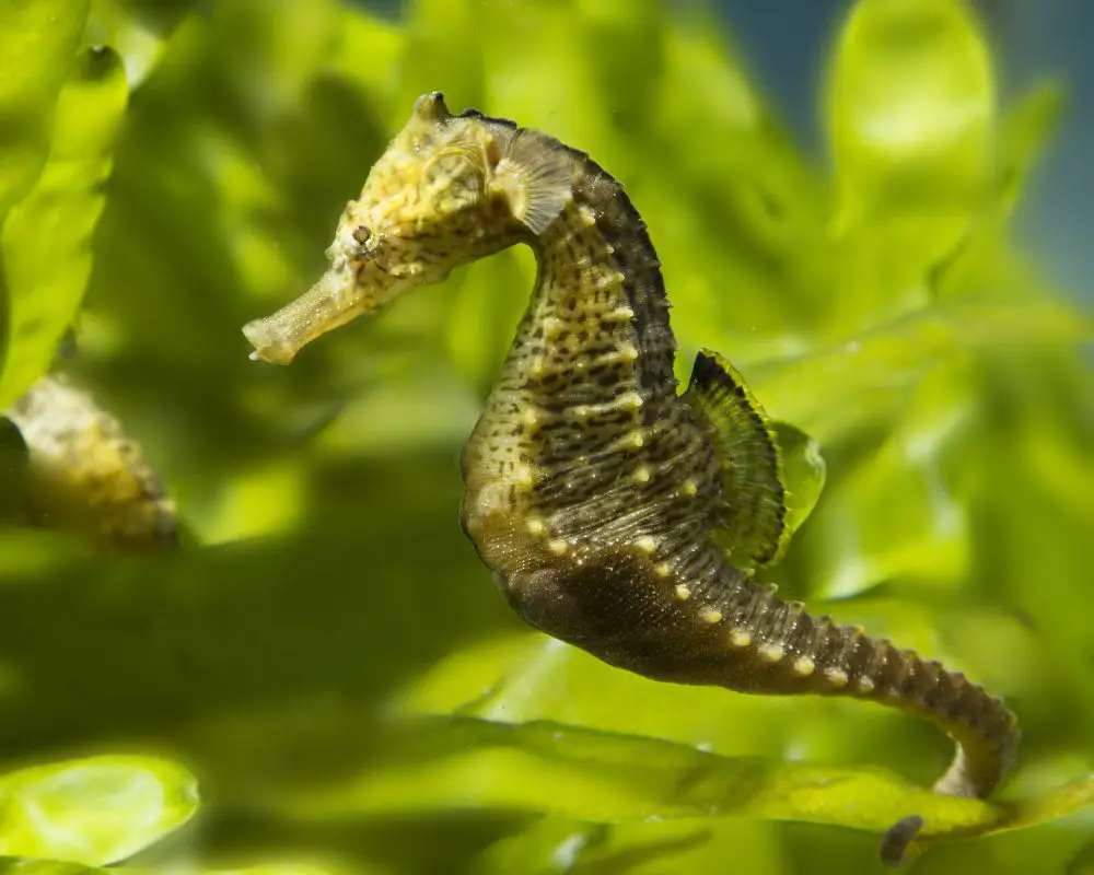 An Amazing Seahorse