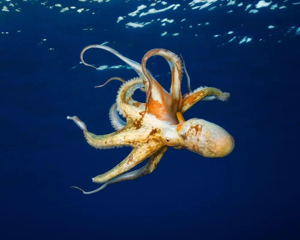 Octopus At The Middle of The Sea