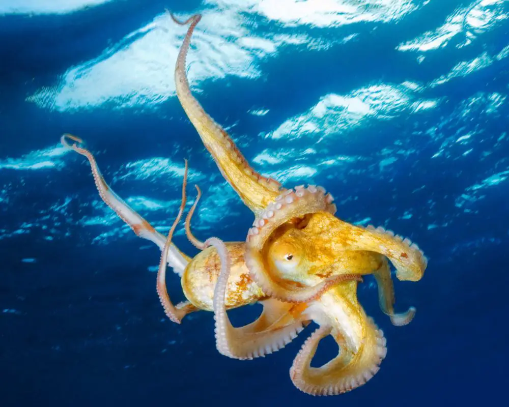 A Yellow Octopus