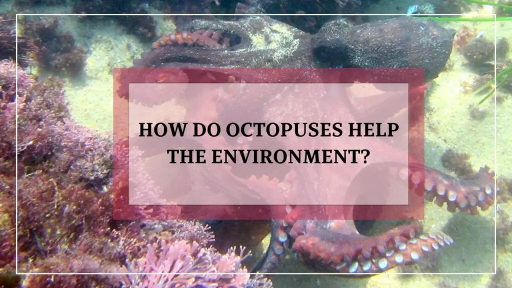 how do octopuses help the environment? featured image