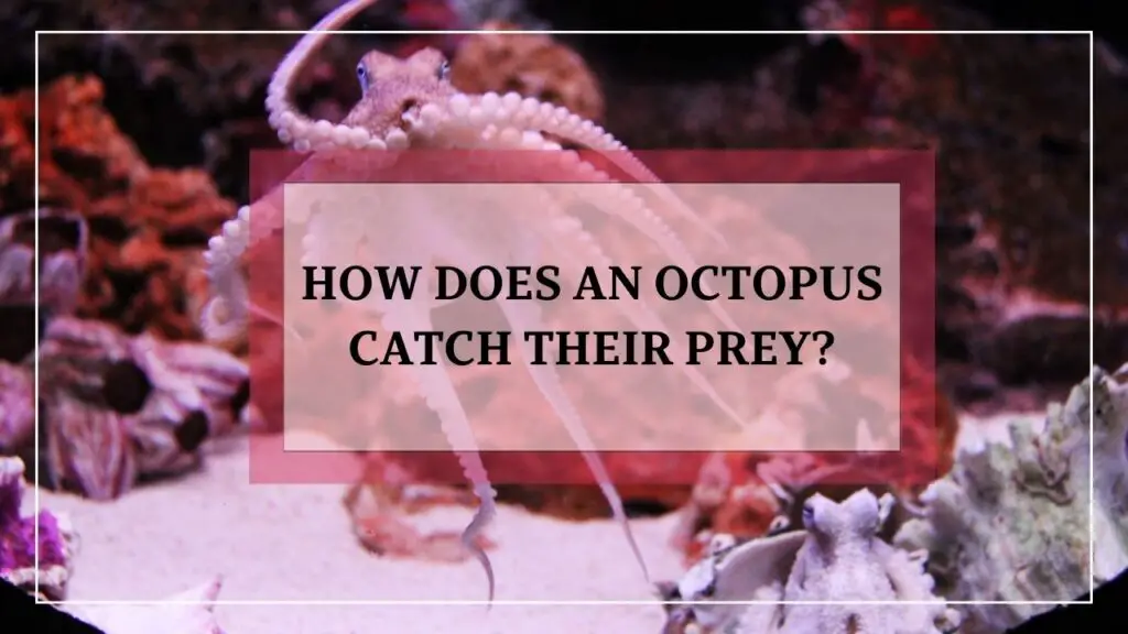 how does an octopus catch their prey? featured image