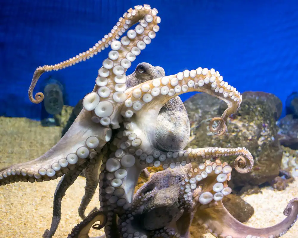 Octopus At The Sea