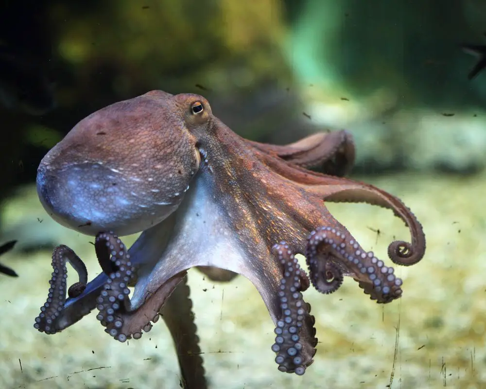 Octopus At The Sea