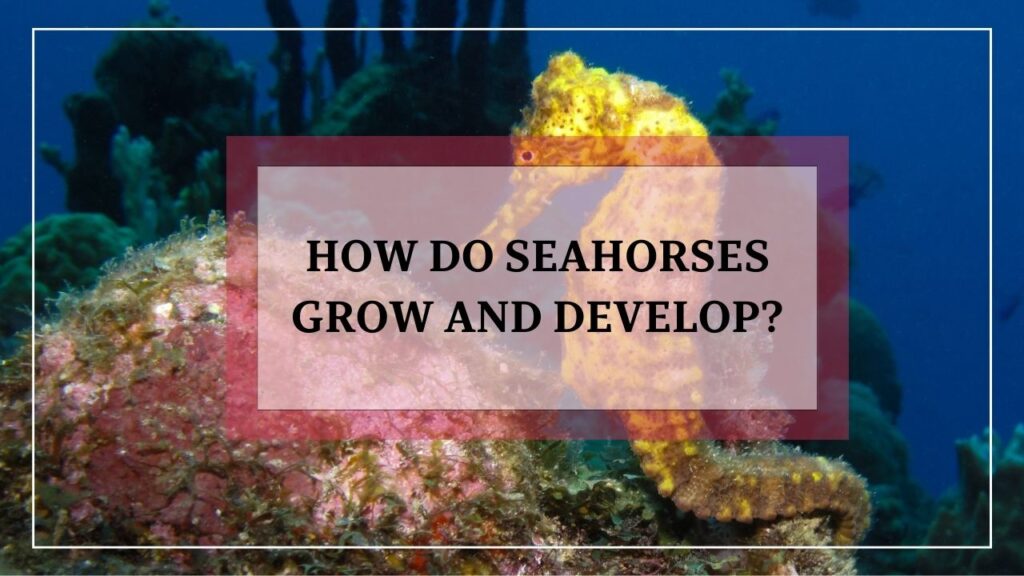 how do seahorses grow and develop? featured image