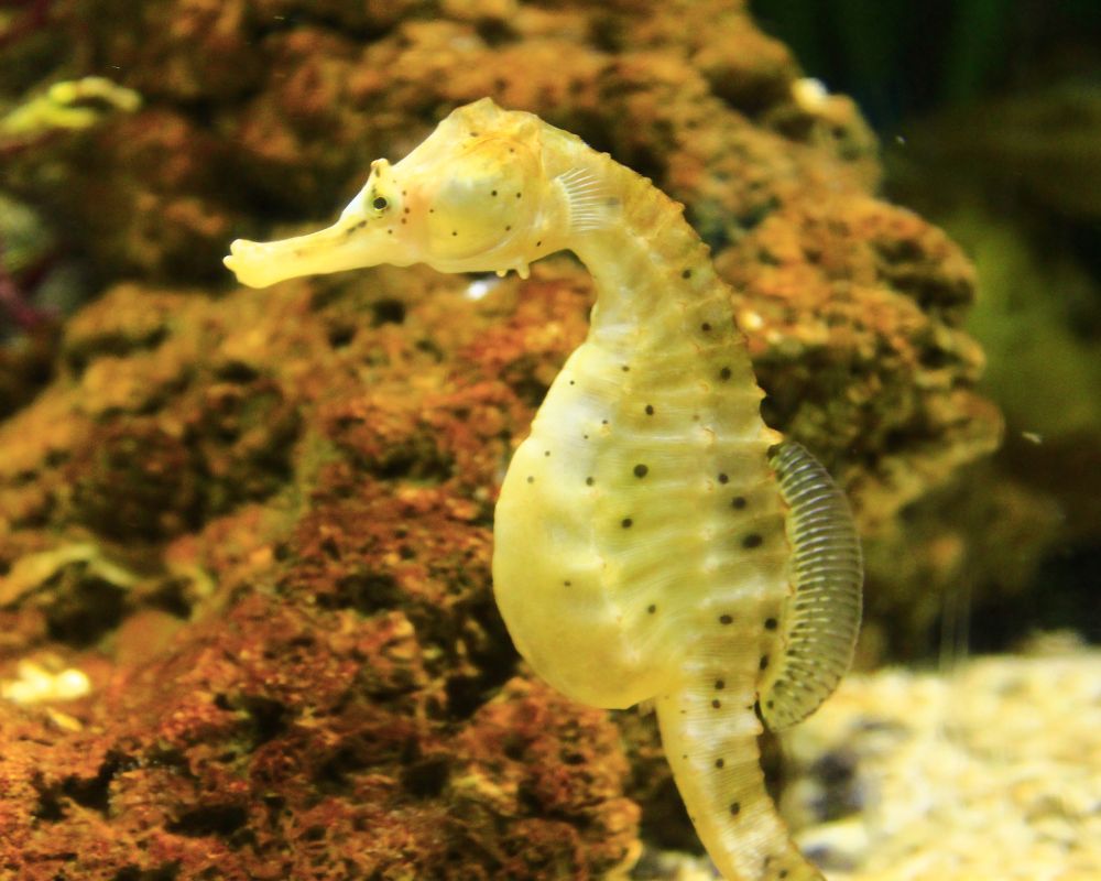 A Yellow Seahorse