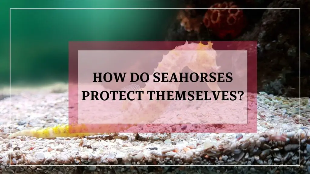 how to seahorses protect themselves? featured image