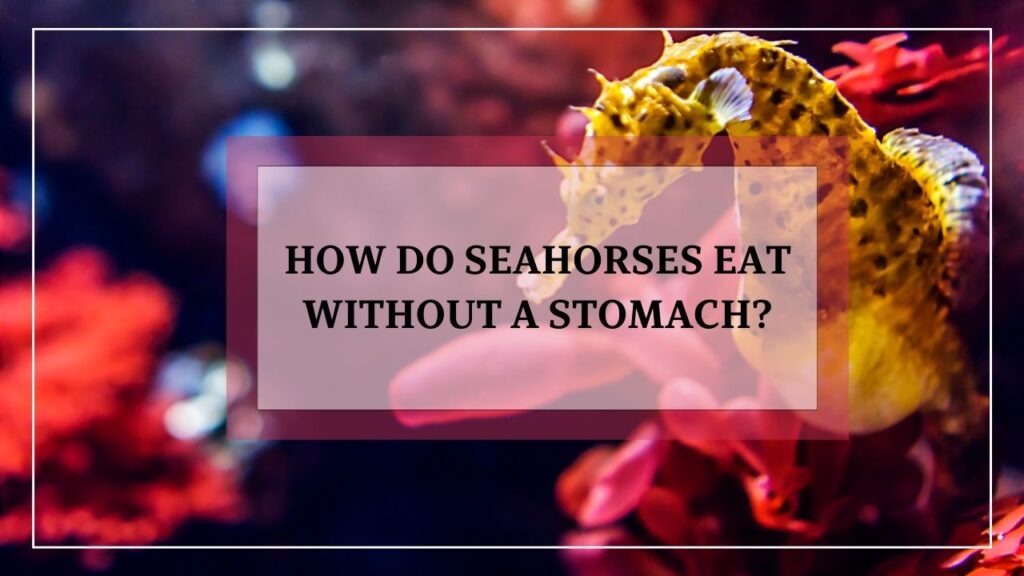 how do seahorses eat without a stomach? featured image