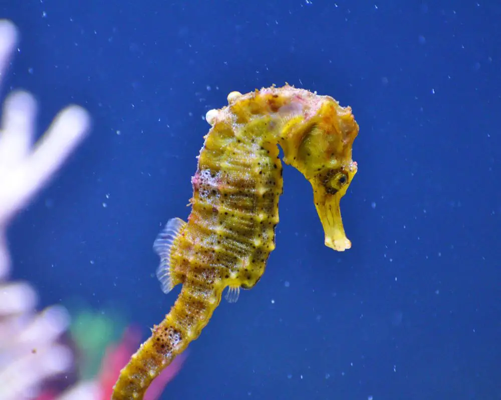 Yellow Seahorse