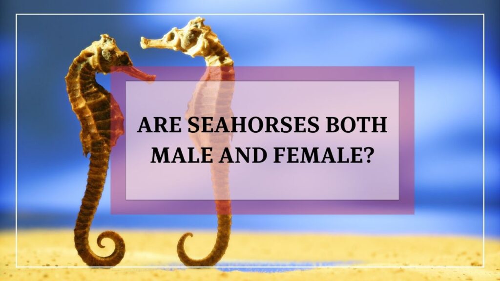 are seahorses both male and female? featured image