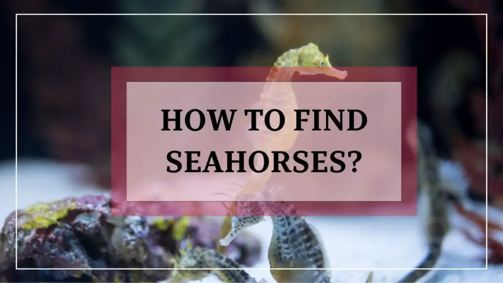 how to find seahorses? featured image