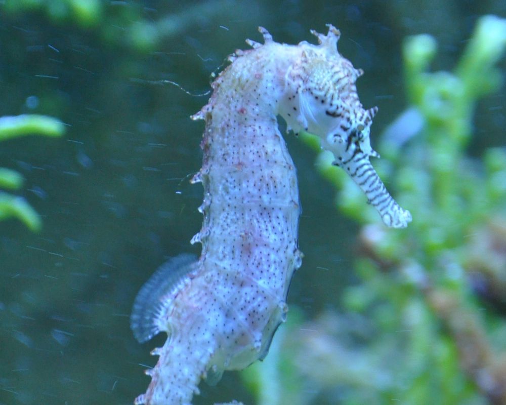 White Seahorse Underwater