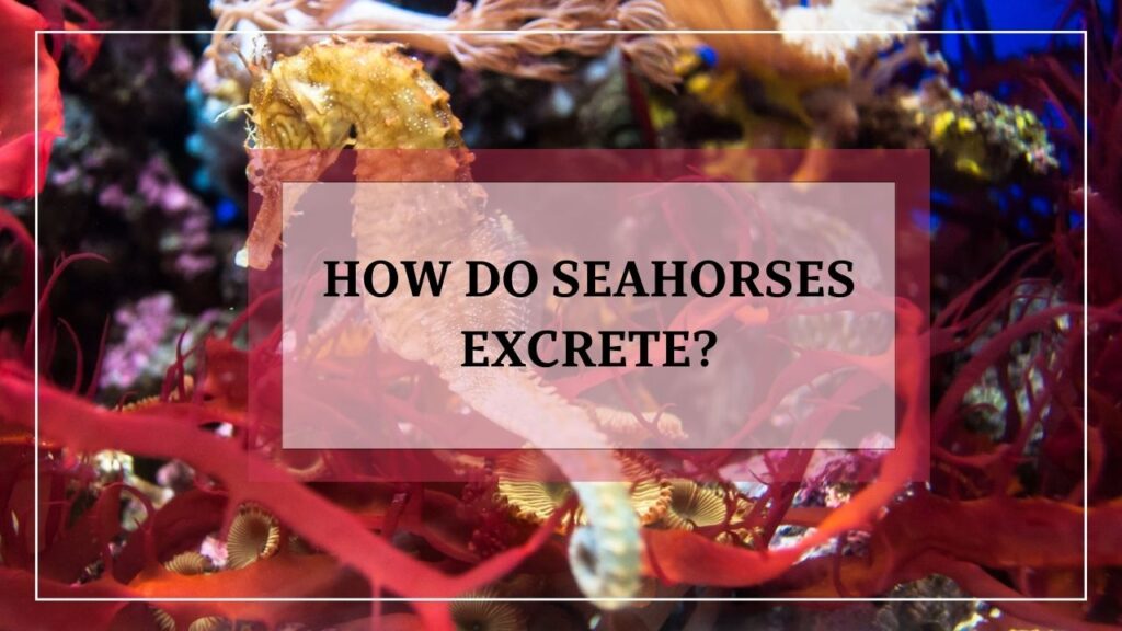 how do seahorses excrete? featured image