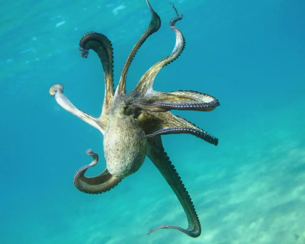 Octopus At The Sea