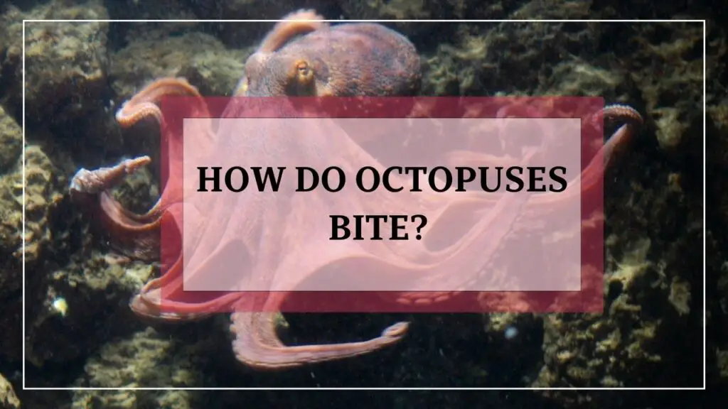 How Do Octopuses Bite? featured image