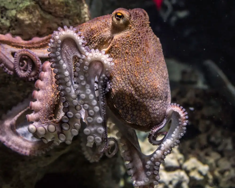 Octopus At The Sea