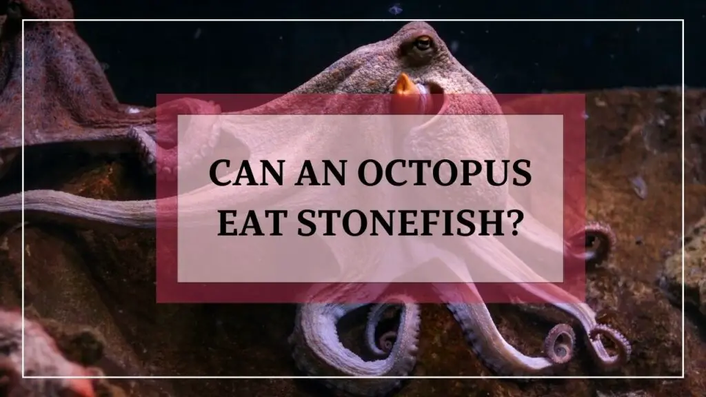 can an octopus eat stonefish? featured image