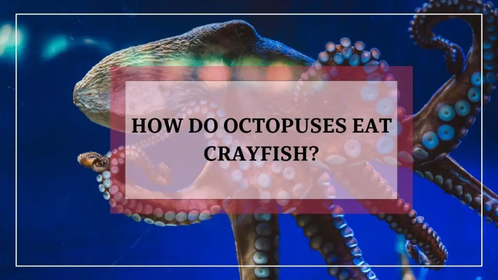 how do octopuses eat? featured image