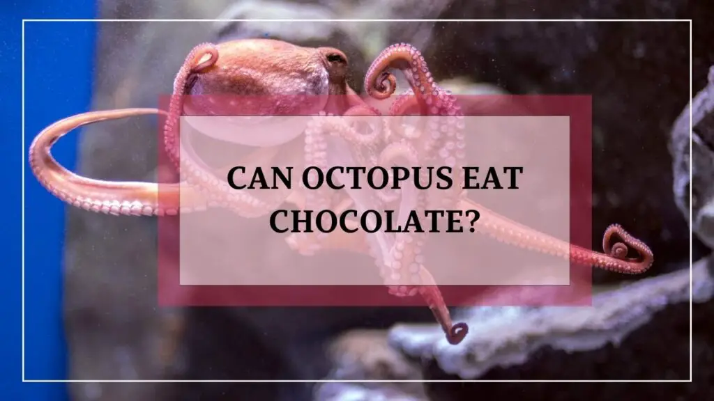 can octopus eat chocolate? featured image