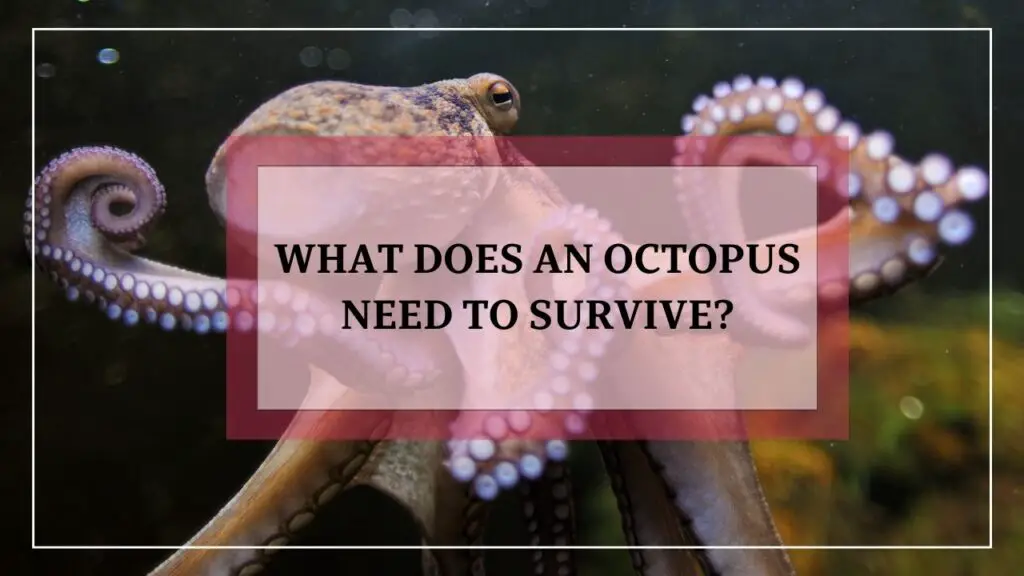 what does an octopus need to survive? featured image