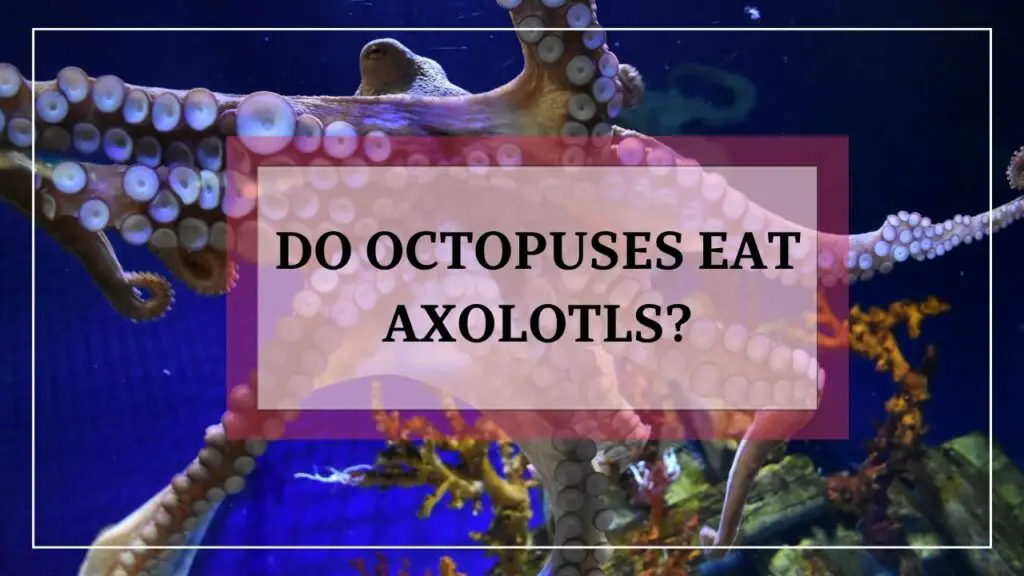 do octopus eat axolotls? featured image