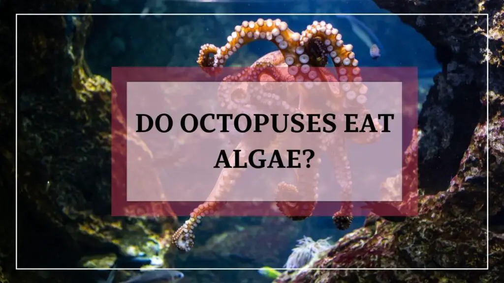 do octopuses eat algae? featured image