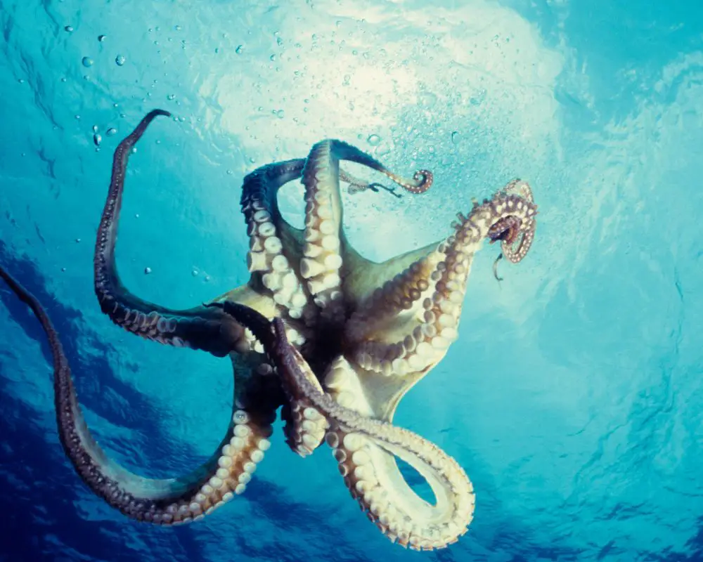 Octopus At The Sea