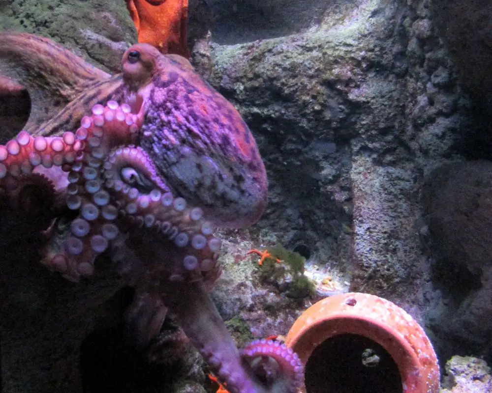 A Purple Octopus