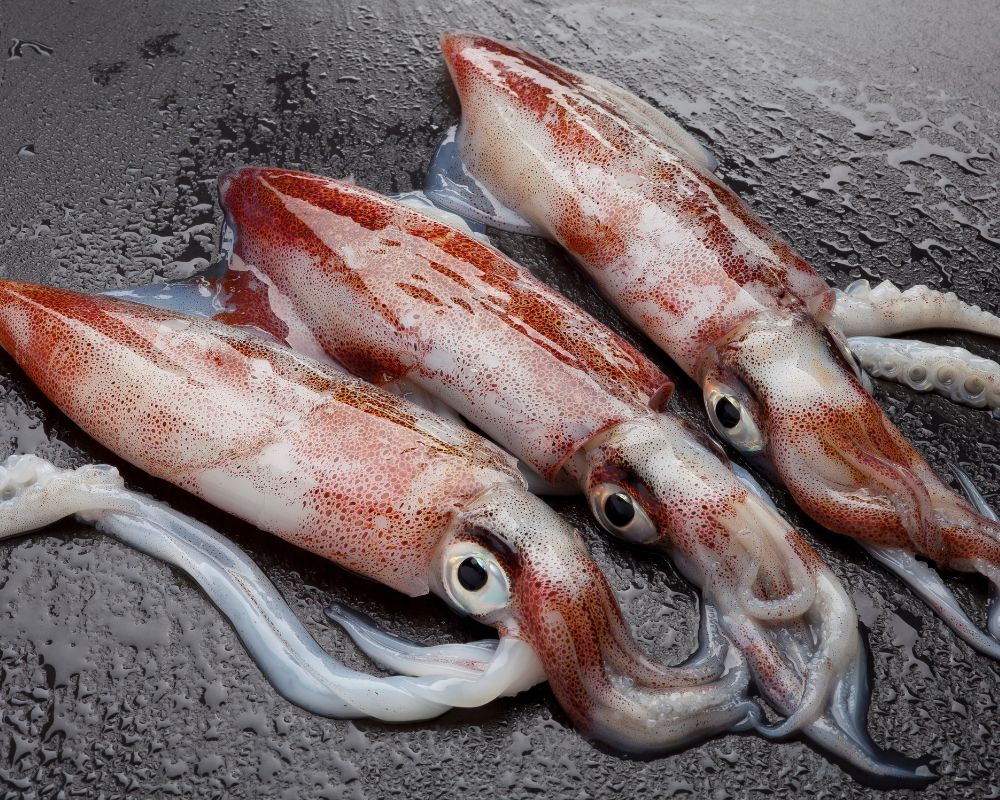 Three Squid