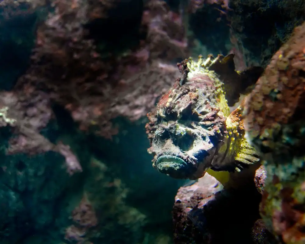 Stonefish At The Sea