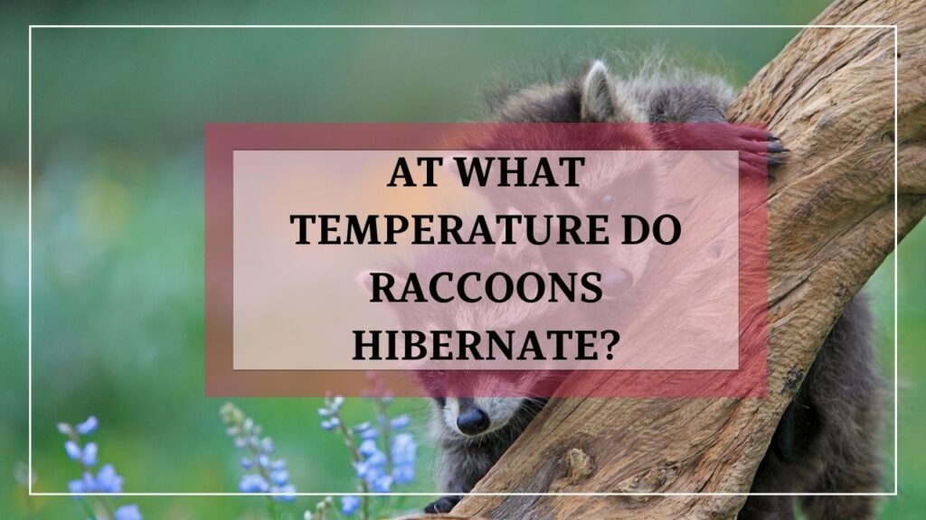 At What Temperature Do Raccoons Hibernate featured image