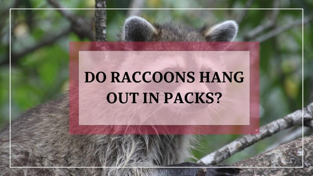 Do Raccoons Hang Out In Packs? featured image