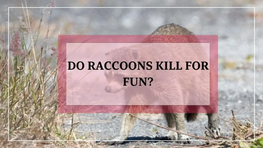 Do Raccoons Kill For Fun? featured image