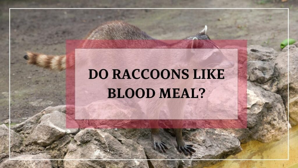 Do Raccoons Like Blood Meal? featured image