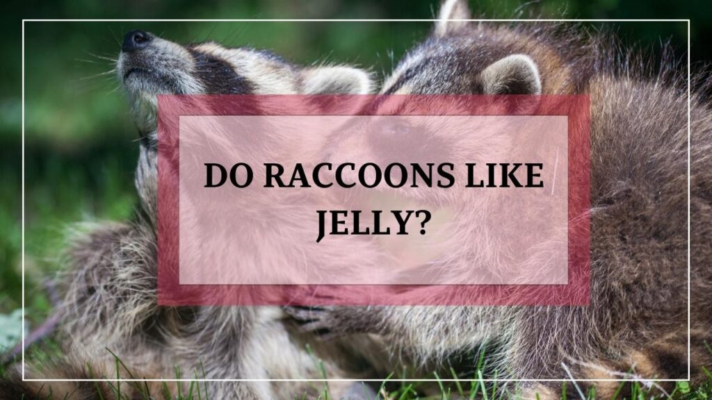 Do Raccoons Like Jelly featured image