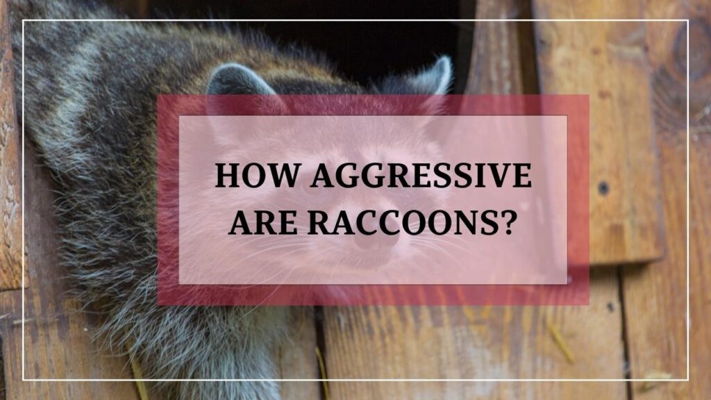 How Aggressive Are Raccoons? featured image