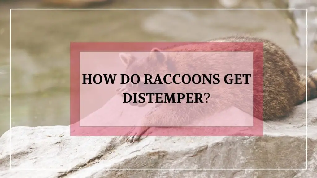 How Do Raccoons Get Distemper featured image