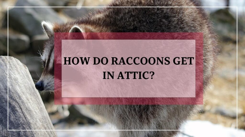 How Do Raccoons Get In Attic? featured image