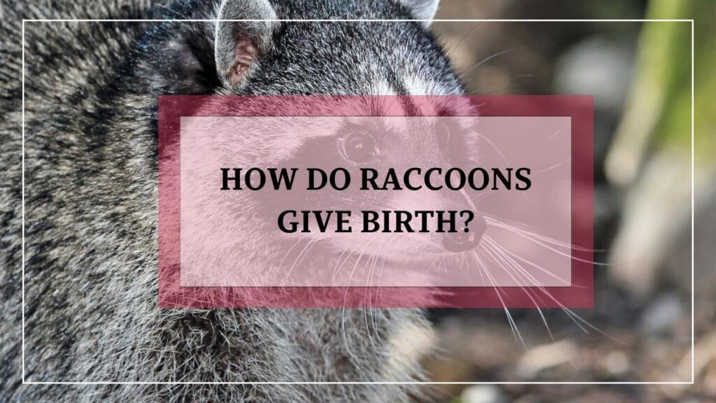 How Do Raccoons Give Birth? featured image