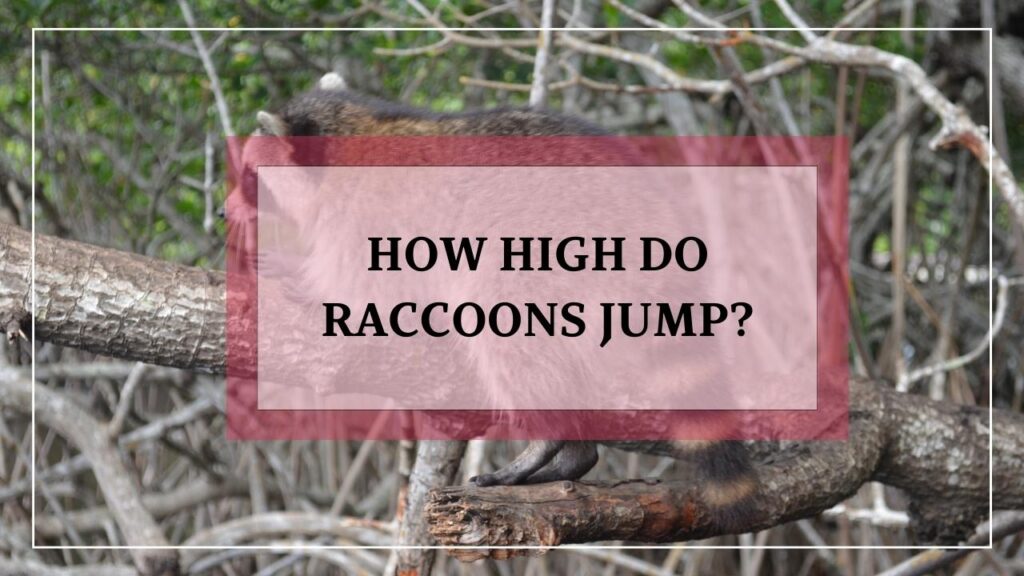 How High Do Raccoons Jump? featured image