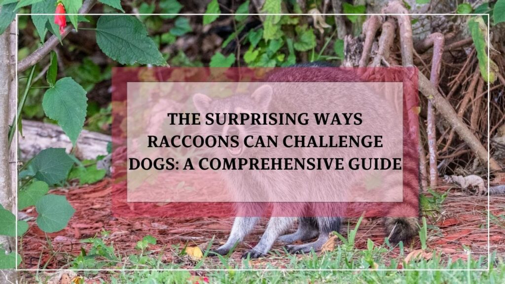 The Surprising Ways Raccoons Can Challenge Dogs: A Comprehensive Guide featured image